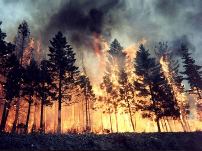 Il reato di incendio boschivo: rischi e sanzioni