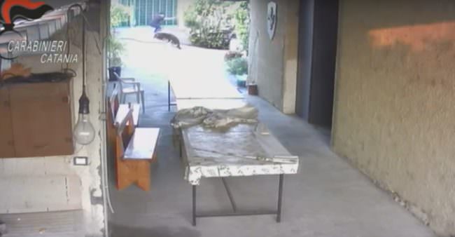 Nuovi scenari sull’omicidio Calcagno: arrestato il presunto assasino. IL VIDEO