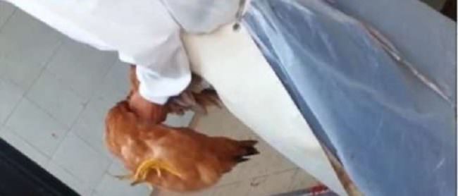 Litigano, poi lei sgozza delle galline e minaccia il convivente di fargli fare la stessa fine