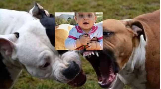 Victoria, azzannata dai due pitbull di famiglia ad appena un anno. Le urla disperate della madre…