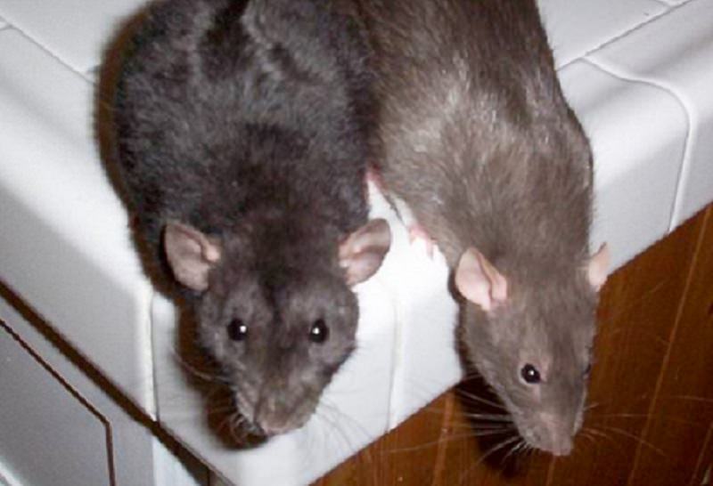 Impiegati “particolari” all’Agenzia delle Entrate di via Campani: topi avvistati negli uffici
