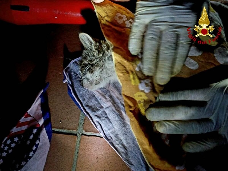 Intrappolato in una grondaia: gattino salvato dai vigili del fuoco. FOTO e VIDEO