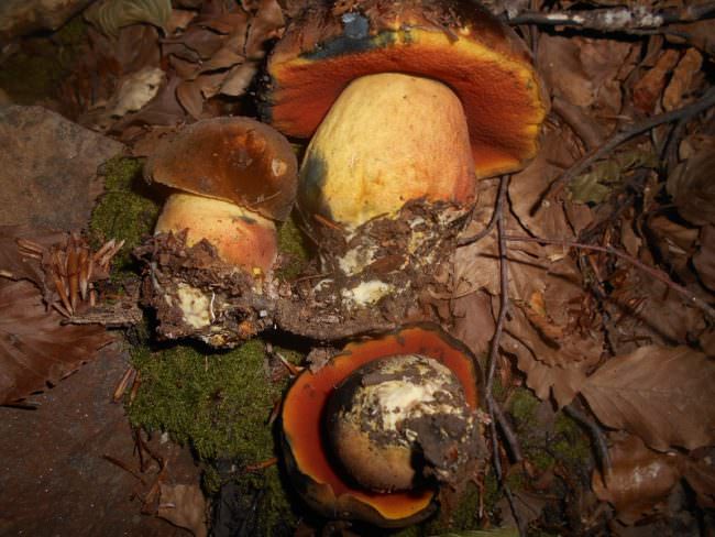 Raccogliere funghi può essere fatale: confonderli è estremamente facile