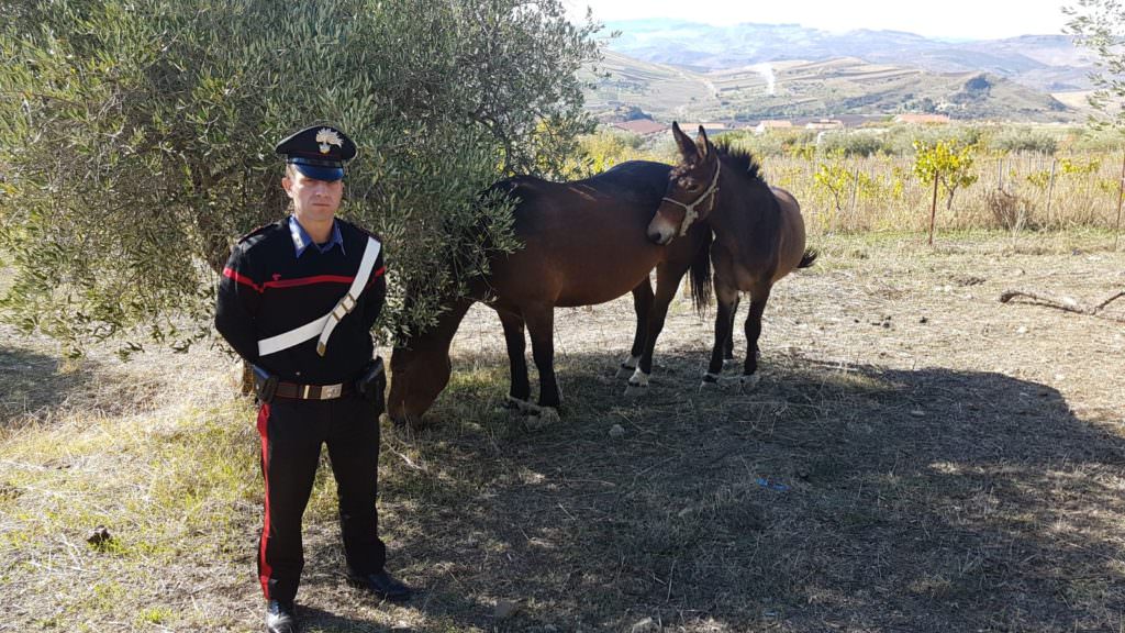 Ferite e maltrattamenti su due cavalli: denunciati i proprietari a Cognolungo