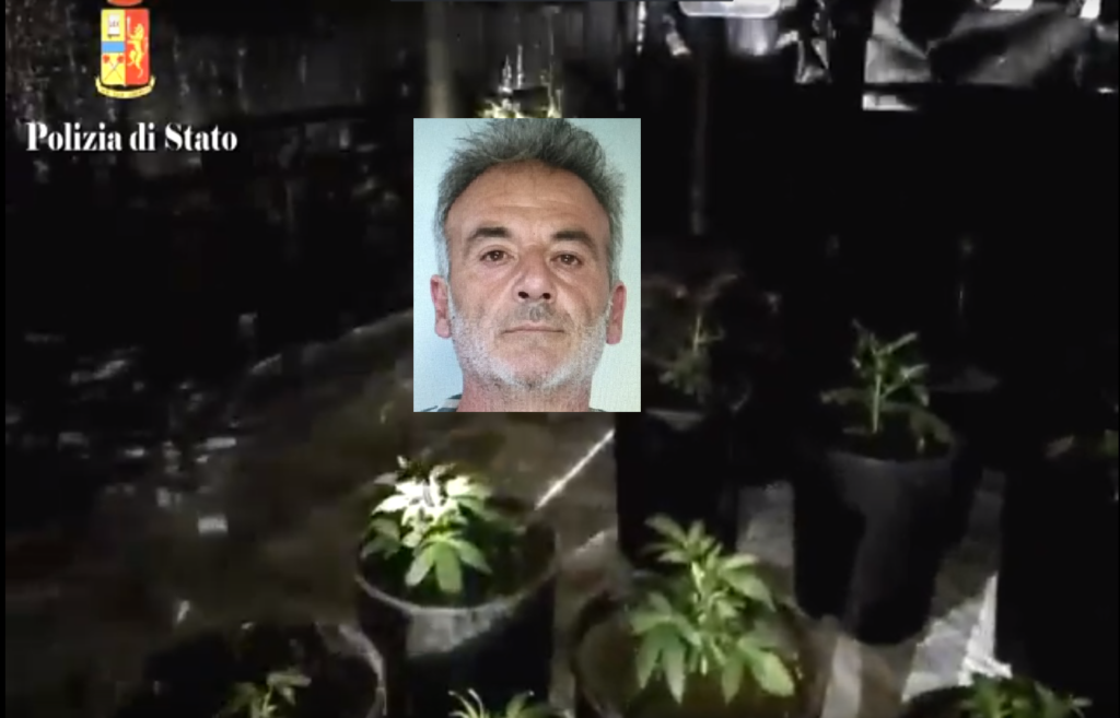 Beccato a coltivare 140 piante di marijuana in casa, arrestato 53enne. IL VIDEO