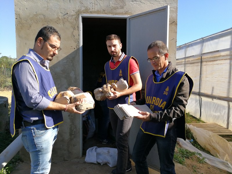 Marijuana tra i pomodorini e i canneti: in manette 30enne. IL VIDEO