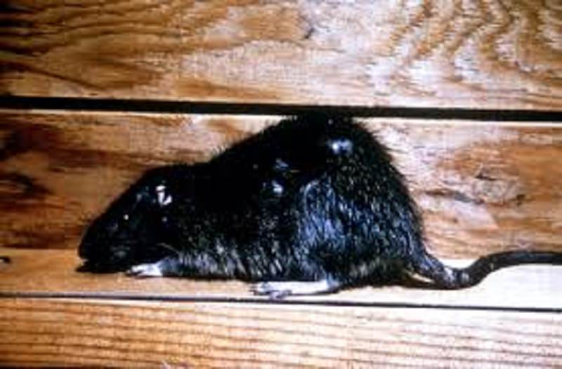 Bruciore e sangue al labbro: donna morsa da un ratto mentre dormiva