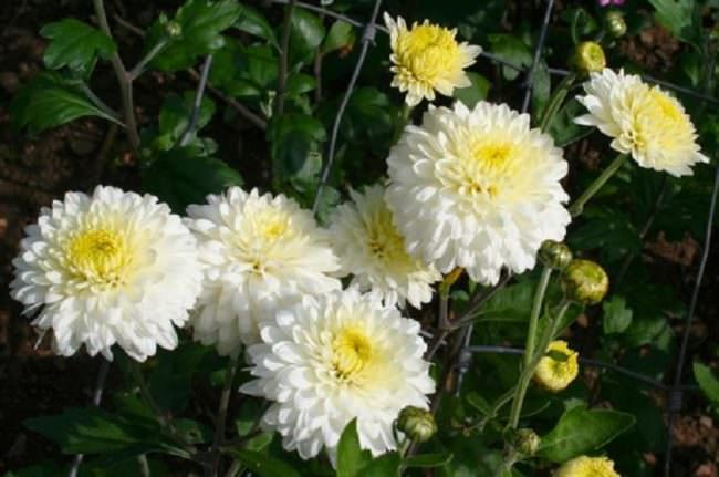 L’antica leggenda del crisantemo, il fiore della commemorazione