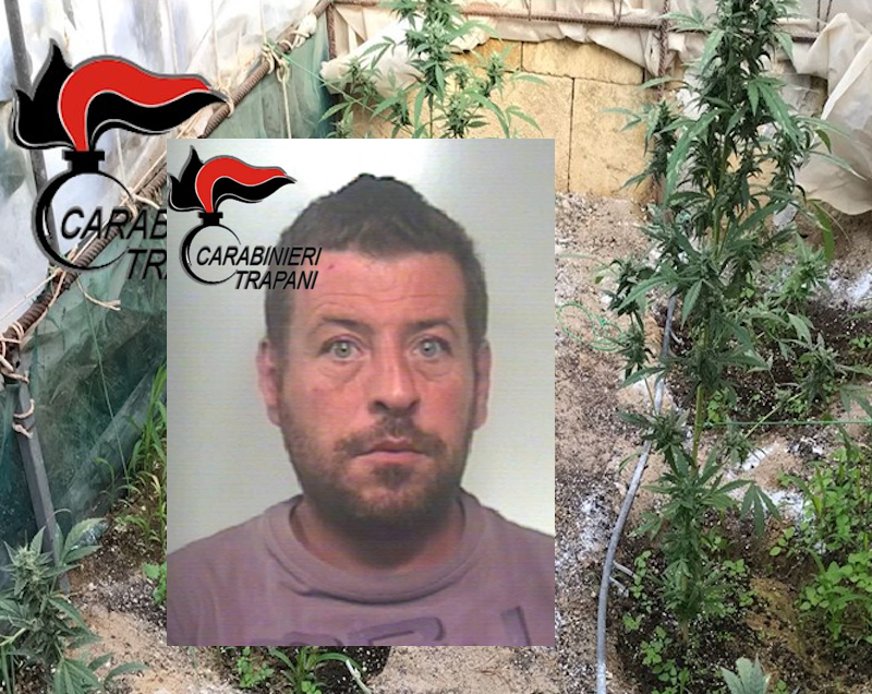 Venti metri quadrati di serra di canapa indiana in casa: scattano l’arresto e il sequestro