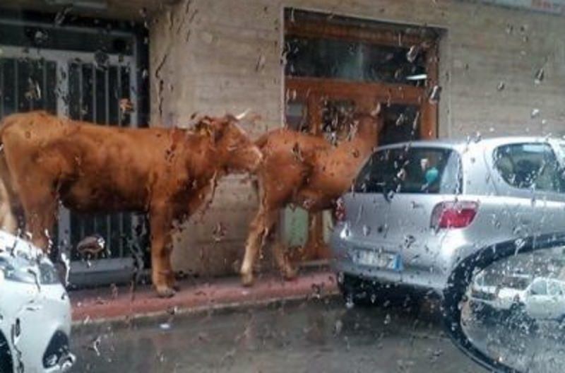 Maltempo a Siracusa, due mucche corrono ai “ripari”