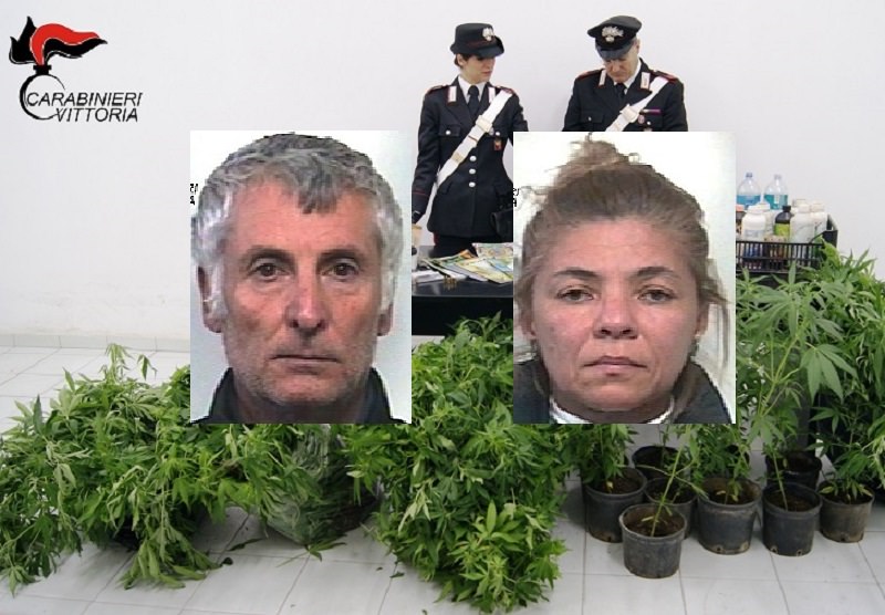 Serra di marijuana, 700 piante e armi: coppia in manette