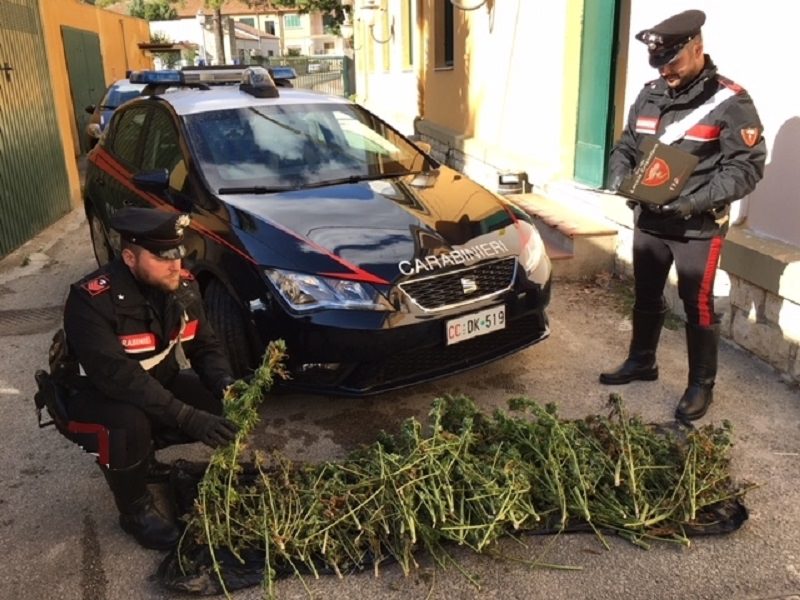 Coltivavano marijuana in un casolare abbandonato: sequestrate 40 piantine