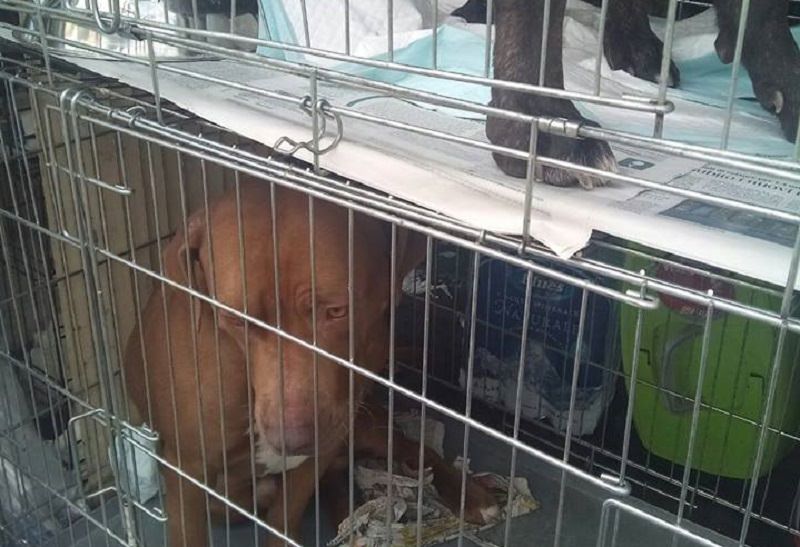 Pessime condizioni e senza documenti di viaggio: trasportavano animali illegalmente – FOTO