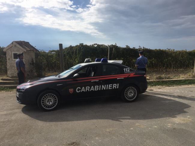 Cerca di rubare delle cassette d’uva da un vigneto in pieno giorno, viene beccato in flagrante