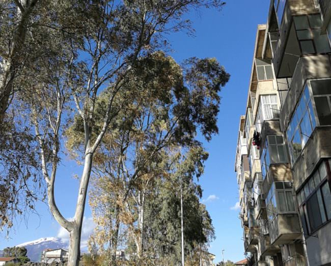 Catania, alberi non potati da anni in città: a rischio l’incolumità dei catanesi. Nauta: “È vergognoso”