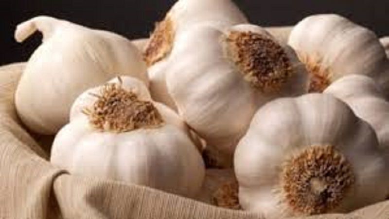 Utilizzare l’aglio per combattere le infezioni, un nuovo studio dimostra che si può