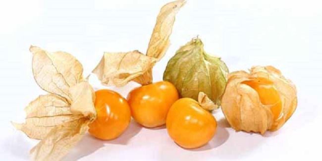 Alchechengi, la bacca ricca di vitamina C e dalle eccellenti capacità astringenti e diuretiche