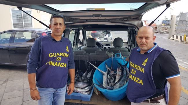 Tutela del patrimonio ittico: sequestrati 185 kg di pesce spada novello