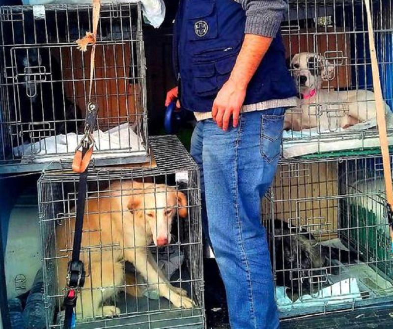 Un gatto e 20 cani dentro a un camion verso il Nord: 8 denunciati tra Catania e Palermo