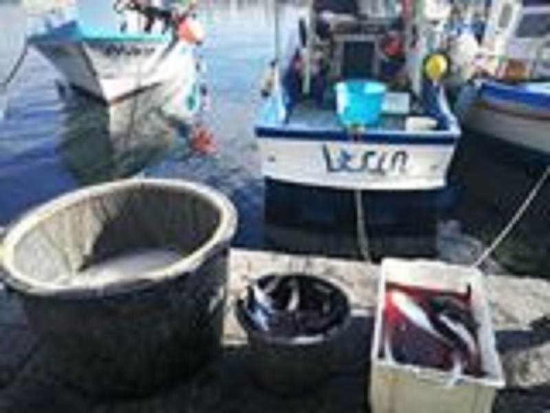 Pesca illegale e danneggiamento habitat: sequestrati pesce e attrezzatura a Ognina