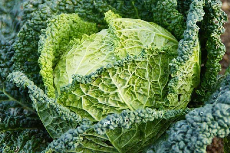 Frutta e verdura di stagione: la verza depura le vie respiratorie ed è un toccasana per la pelle