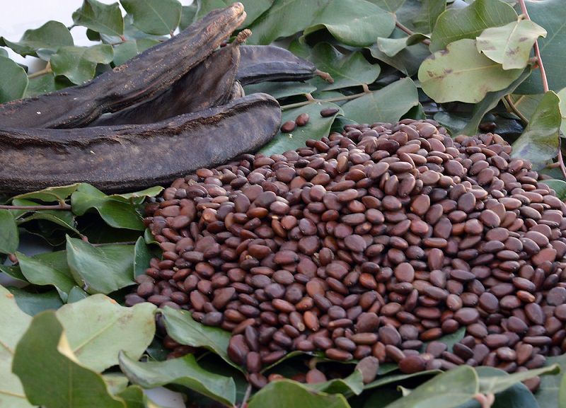 La carruba come il cacao: ottima alternativa per chi ne è allergico