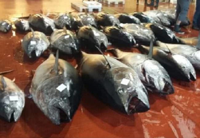 Lotta alla vendita abusiva di pesce: sequestrati 85 chili di prodotti ittici, sanzioni per 20mila euro