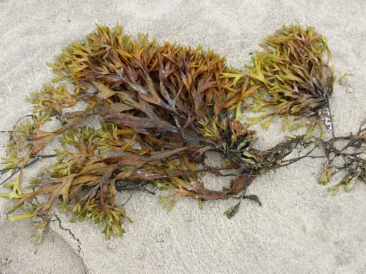 Alga tossica in mare, lo conferma un rilievo dell’Arpa