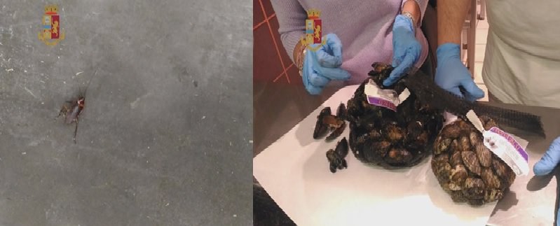 Catania: blatte, piccioni e cozze tossiche in un ipermercato – FOTO
