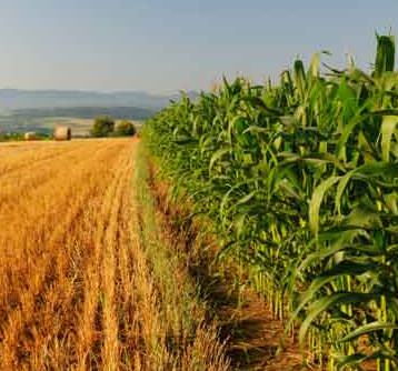 “Stop al glifosate”: sit-in a Catania contro l’uso del pesticida “potenzialmente cancerogeno per l’uomo”