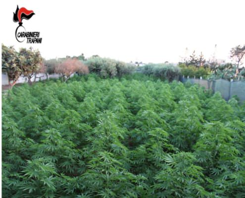 Terreno con più di 800 piante di marijuana, scoperchiata “casa della droga” nel Trapanese: i dettagli
