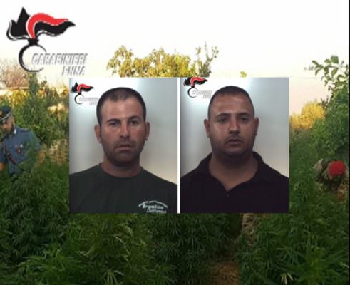 Enna, 250 piante di cannabis in un terreno: arrestati due catanesi incensurati – VIDEO e FOTO