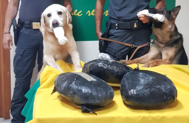 Importa sette chili di marijuana cosparsa di borotalco: donna bloccata dai cani antidroga