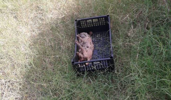 Gatto seviziato e ucciso abbandonato vicino alla tomba di Antonello da Messina, Previti: “Atto intimidatorio”