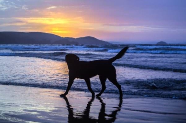 Lega pietra al collo del cane e lo butta in mare: increduli i bagnanti