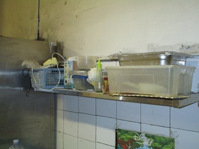 Attrezzature sudicie e incrostate e irregolarità nel centro di Catania: sospesi panificio e fruttivendolo – FOTO