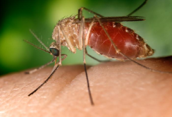 Primo caso di West Nile a Catania, il virus delle zanzare colpisce una donna