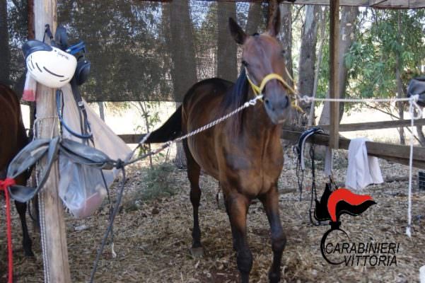Catania, teneva cavalli in locali fatiscenti e senza luce: denunciato 41enne