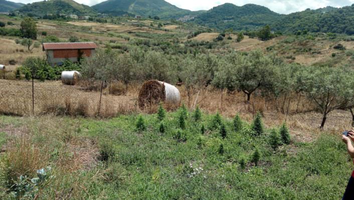 Coltiva la marijuana in giardino, arrestato 37enne di Messina