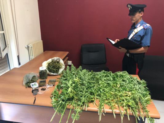 Cannabis, hashish e marijuana: coppia dal sapore “stupefacente”, i carabinieri li scoprono