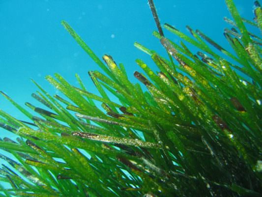 La Posidonia Oceanica potrebbe non esistere più: arriva l’iniziativa “Life SEPOSSO” per salvarla