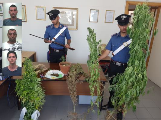 Coltivazioni di marijuana, spaccio e furto di energia elettrica: quattro in manette