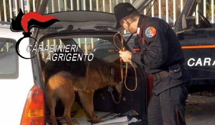 Nascondeva droga nel muretto: incastrato dal fiuto del cane Horc