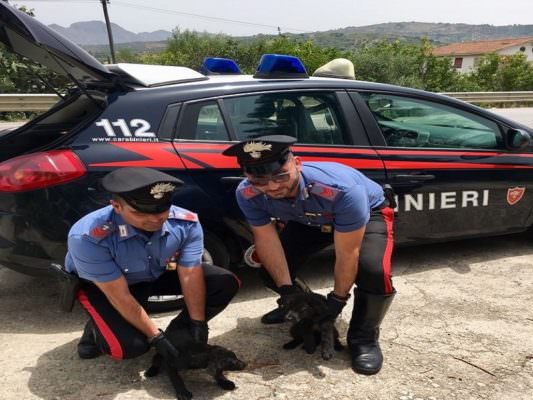 Cuccioli impauriti abbandonati sulla Palermo-Agrigento: trovati e soccorsi dai carabinieri