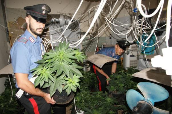 Aveva trasformato casa propria in una serra di marijuana, arrestato 25enne
