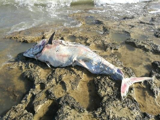 Marina di Modica, ritrovato grosso tonno in decomposizione avanzata