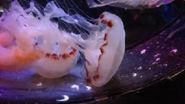 Morsa da branco di meduse, rischia choc anafilattico: secondo caso in due giorni in Sicilia