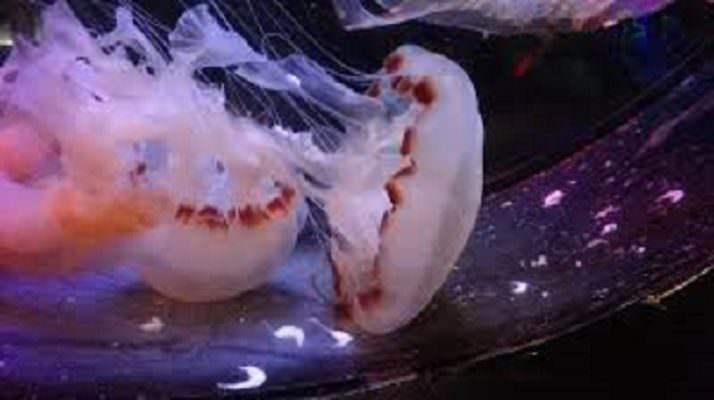 Morsa da branco di meduse, rischia choc anafilattico: secondo caso in due giorni in Sicilia
