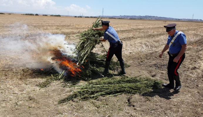 Piante di marijuana essiccate in casolare abbandonato: scatta il sequestro dei carabinieri