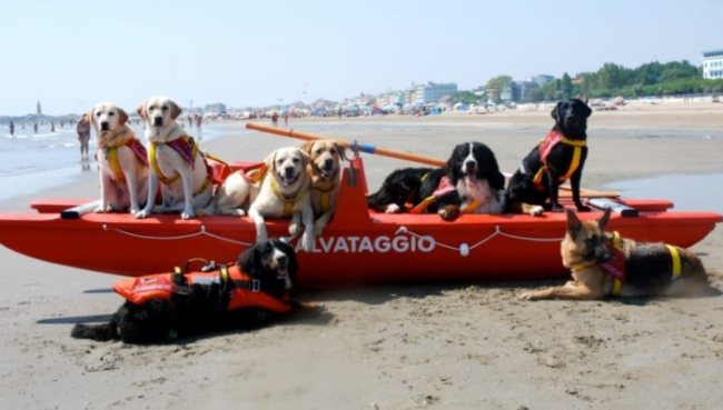 Madre lo perde di vista, 13enne rischia di annegare in mare: cane eroe lo salva